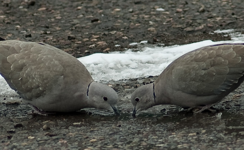 962x593, 189 Kb / горлицы, птицы, парк, прогулка, момент