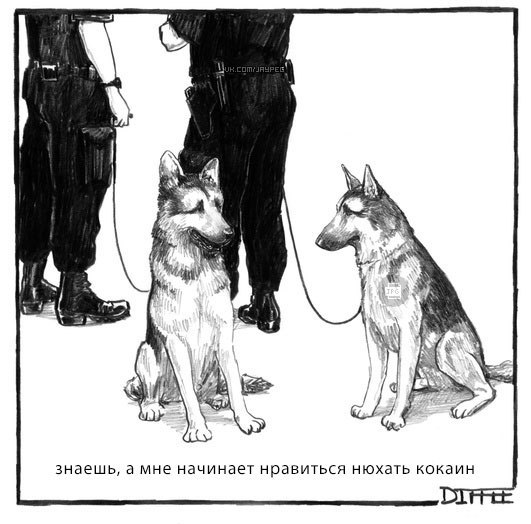 531x524, 55 Kb / овчарки, собаки, кокаин, наркоконтроль
