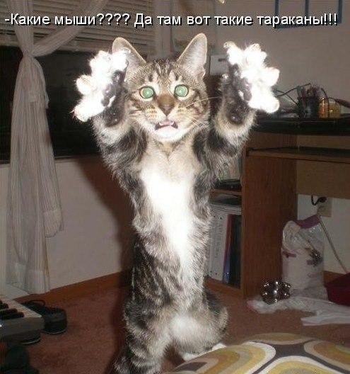 495x528, 55 Kb / кот, тараканы