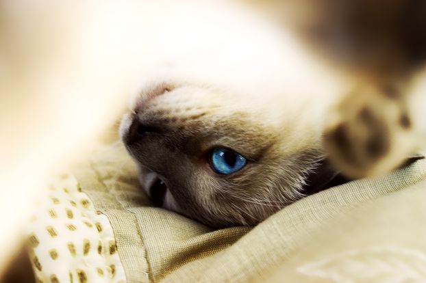 622x414, 29 Kb / кот, глаза