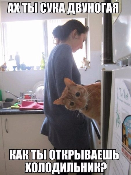 453x604, 54 Kb / кот, кухня, холодильник