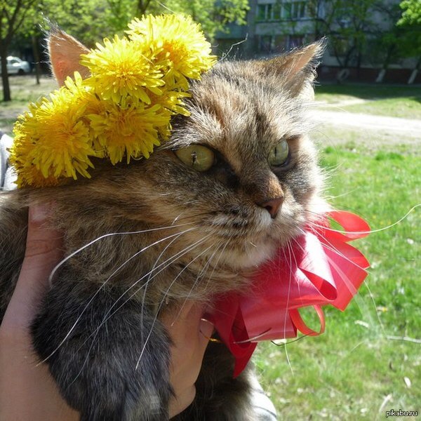 600x600, 131 Kb / котэ, бантик, одуванчики, венок