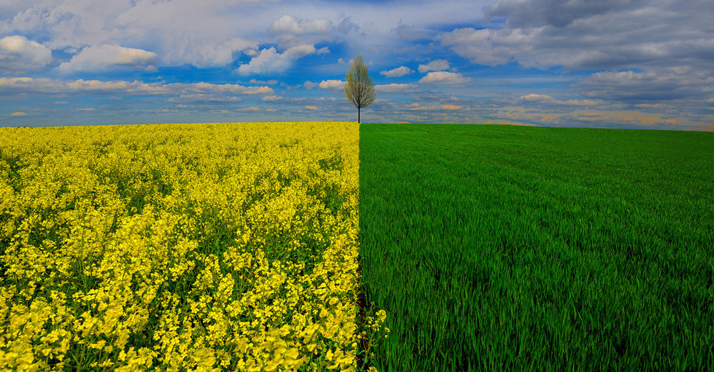 1000x521, 329 Kb / поле, зелень, цветы, трава, дерево, фотошоп