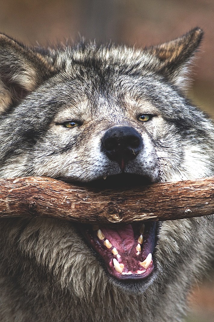 711x1067, 305 Kb / волк, пасть, палка