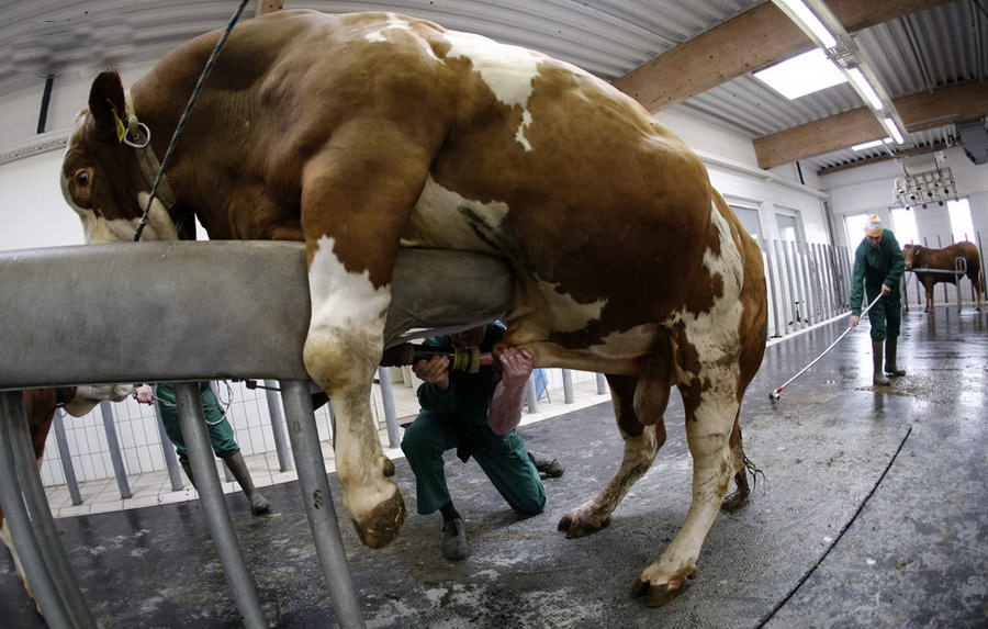 900x573, 146 Kb / бык, сбор, сперма