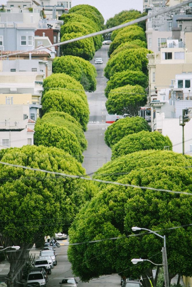 667x1000, 199 Kb / аллея, деревья, улица