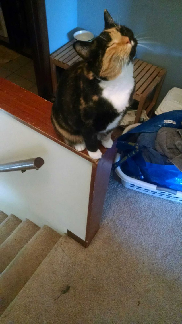 640x1137, 148 Kb / котэ, лестница, мышэ, гордость