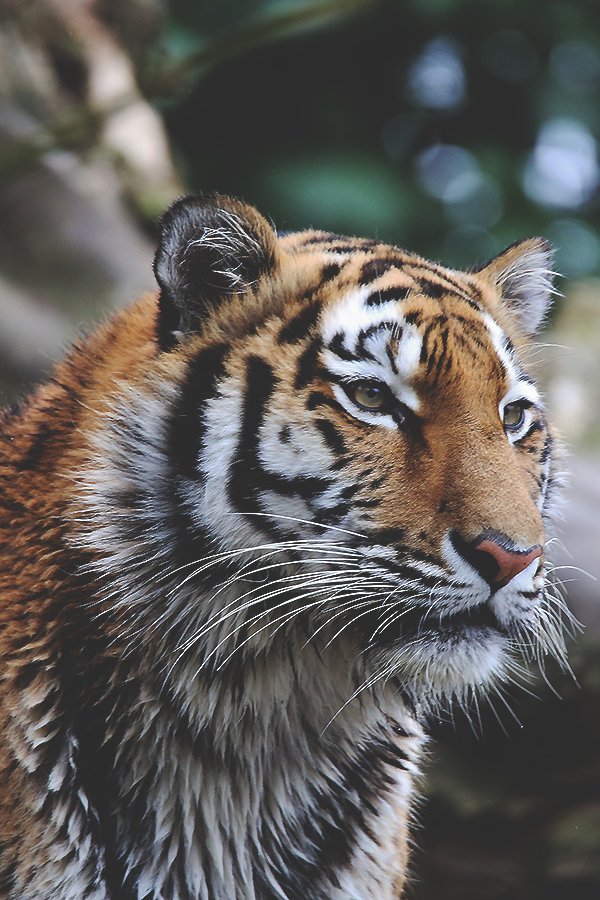 600x900, 143 Kb / тигр