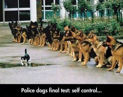 403x317, 35 Kb / кот, собаки, тест, самообладание