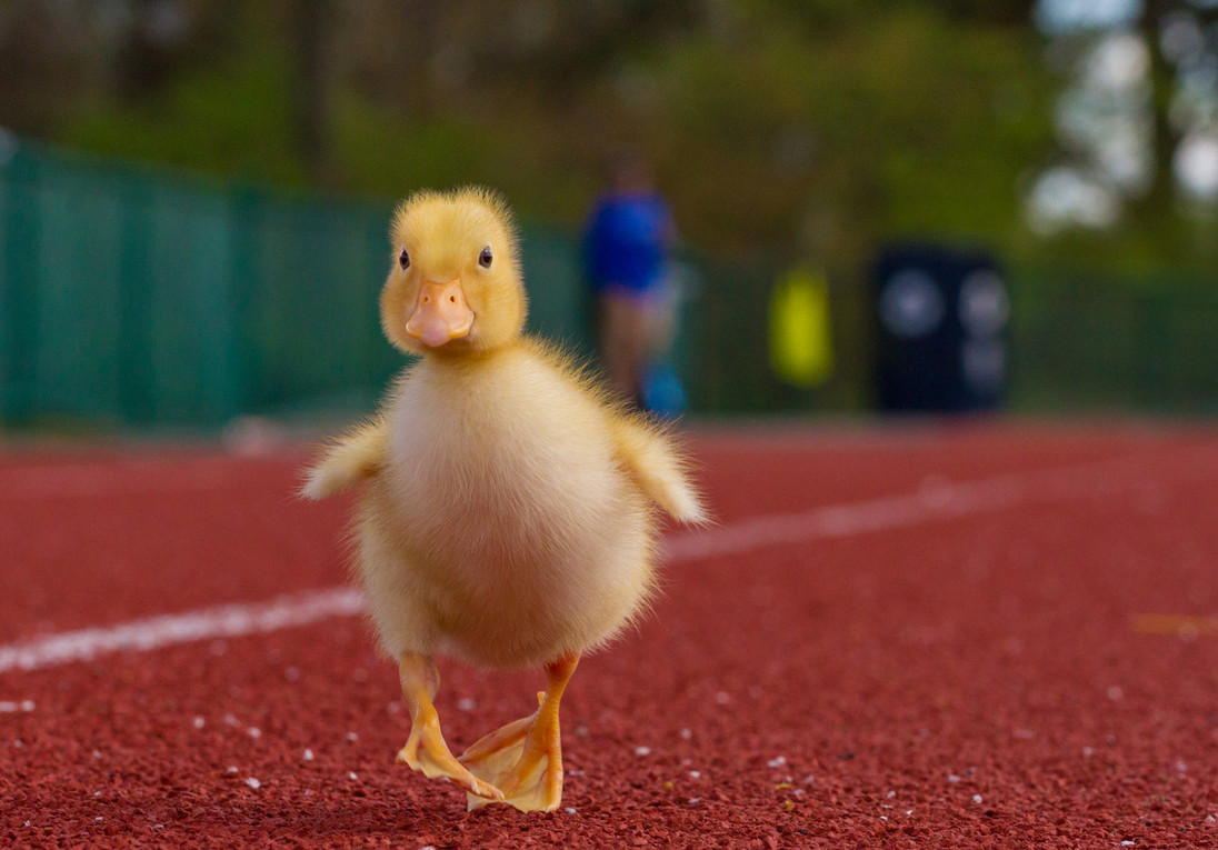 1096x765, 187 Kb / утёнок