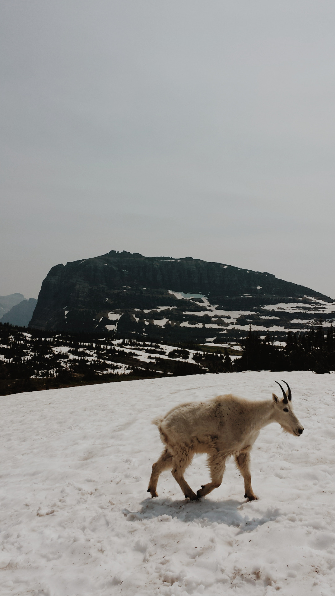 1080x1920, 343 Kb / козел, снег, горы