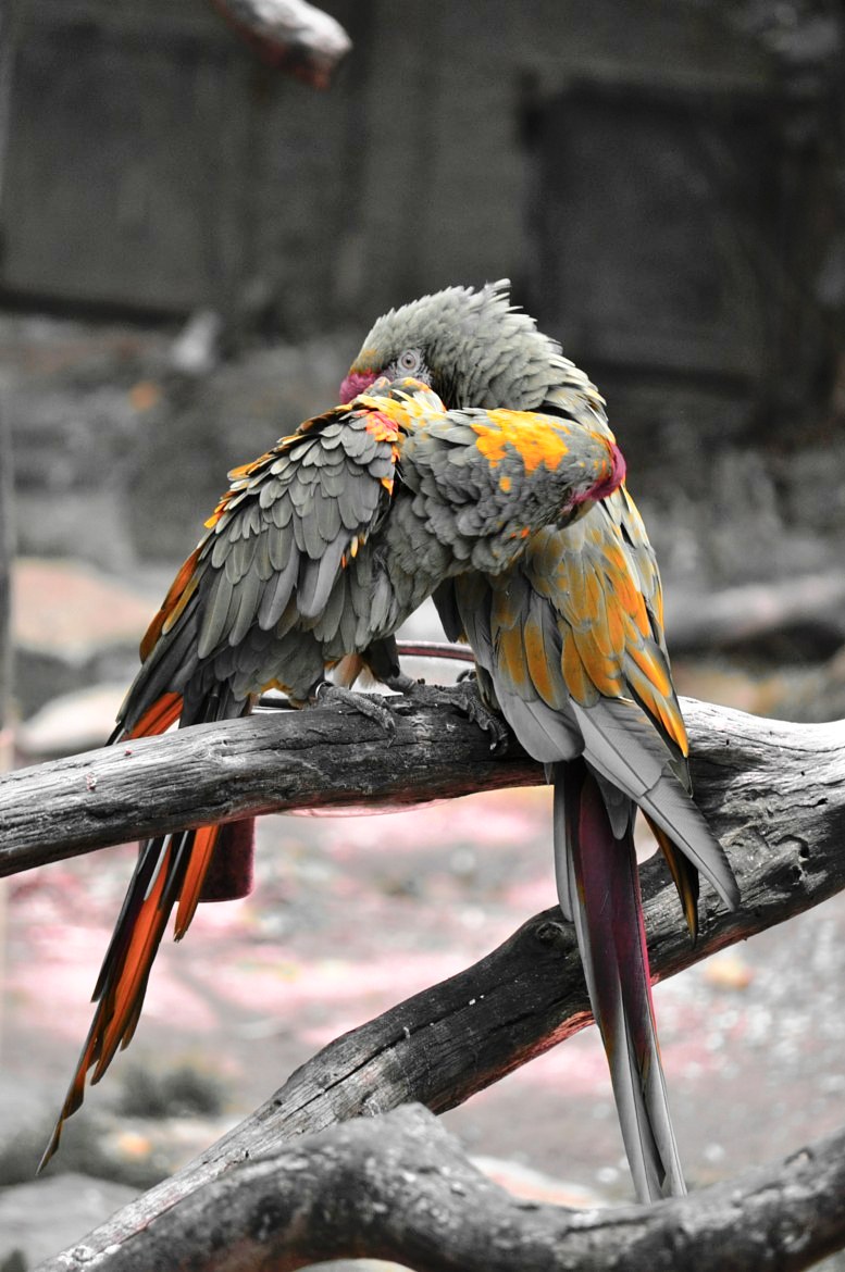 777x1170, 169 Kb / попугаи, пара