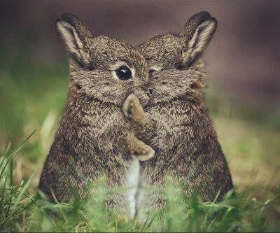 400x333, 31 Kb / Зайчик, кролик, фотошоп