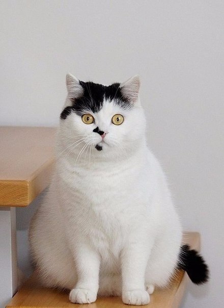 440x604, 36 Kb / жирный котэ, ступеньки