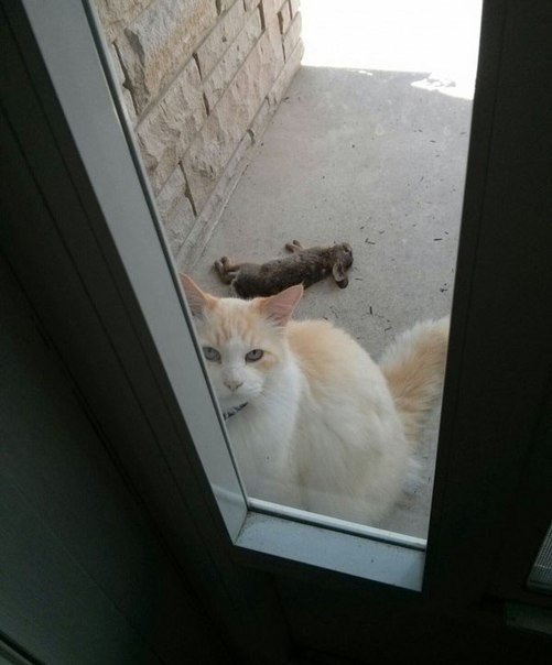 501x604, 39 Kb / кошка, заяц, кролик, дверь