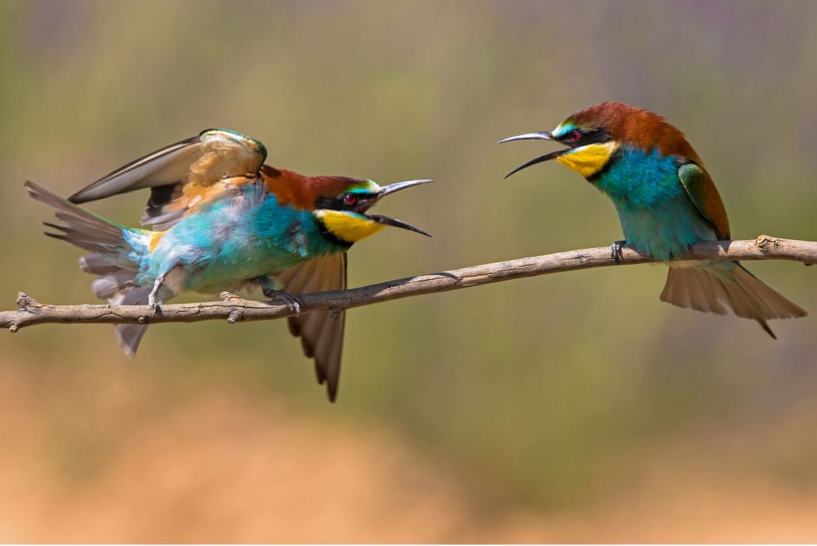 1150x769, 68 Kb / птица, золотистая щурка, пчелоедка, разборка