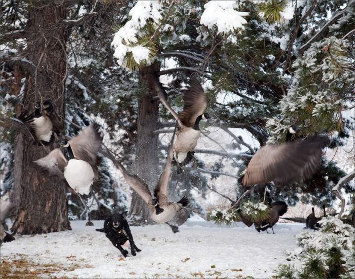 700x550, 111 Kb / гуси, утки, собака, охота