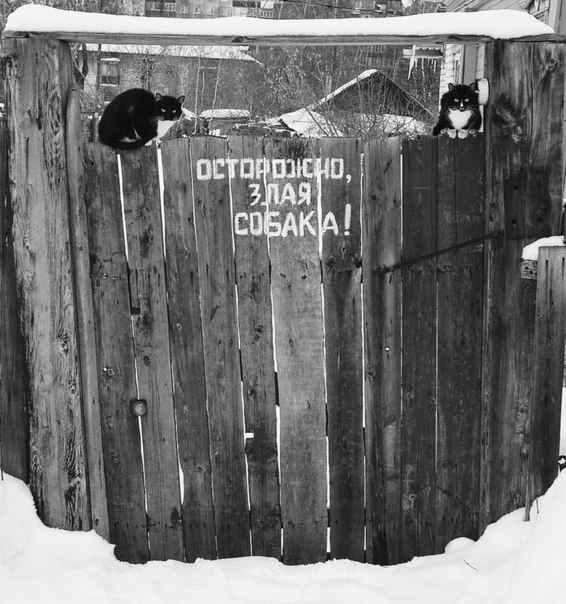 566x604, 92 Kb / коты, забор, калитка, злая собака