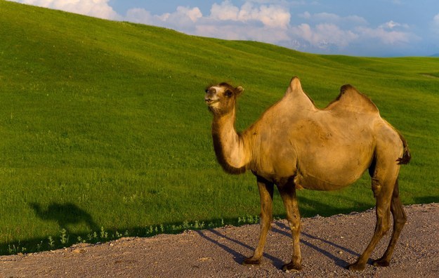 625x396, 69 Kb / верблюд, холм, тень, облака, windows