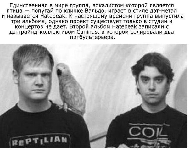 604x477, 62 Kb / Caninus, Human, Rawhide, попугай, питбули