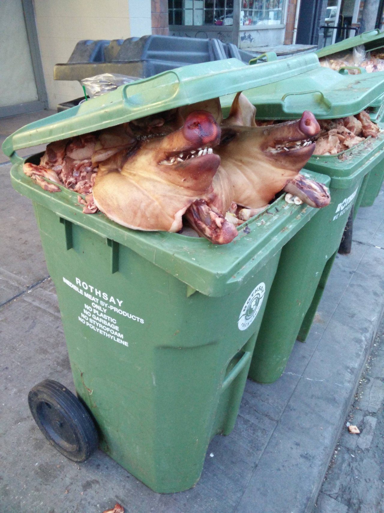 1280x1707, 346 Kb / свиньи, туши, мясо, мусорка