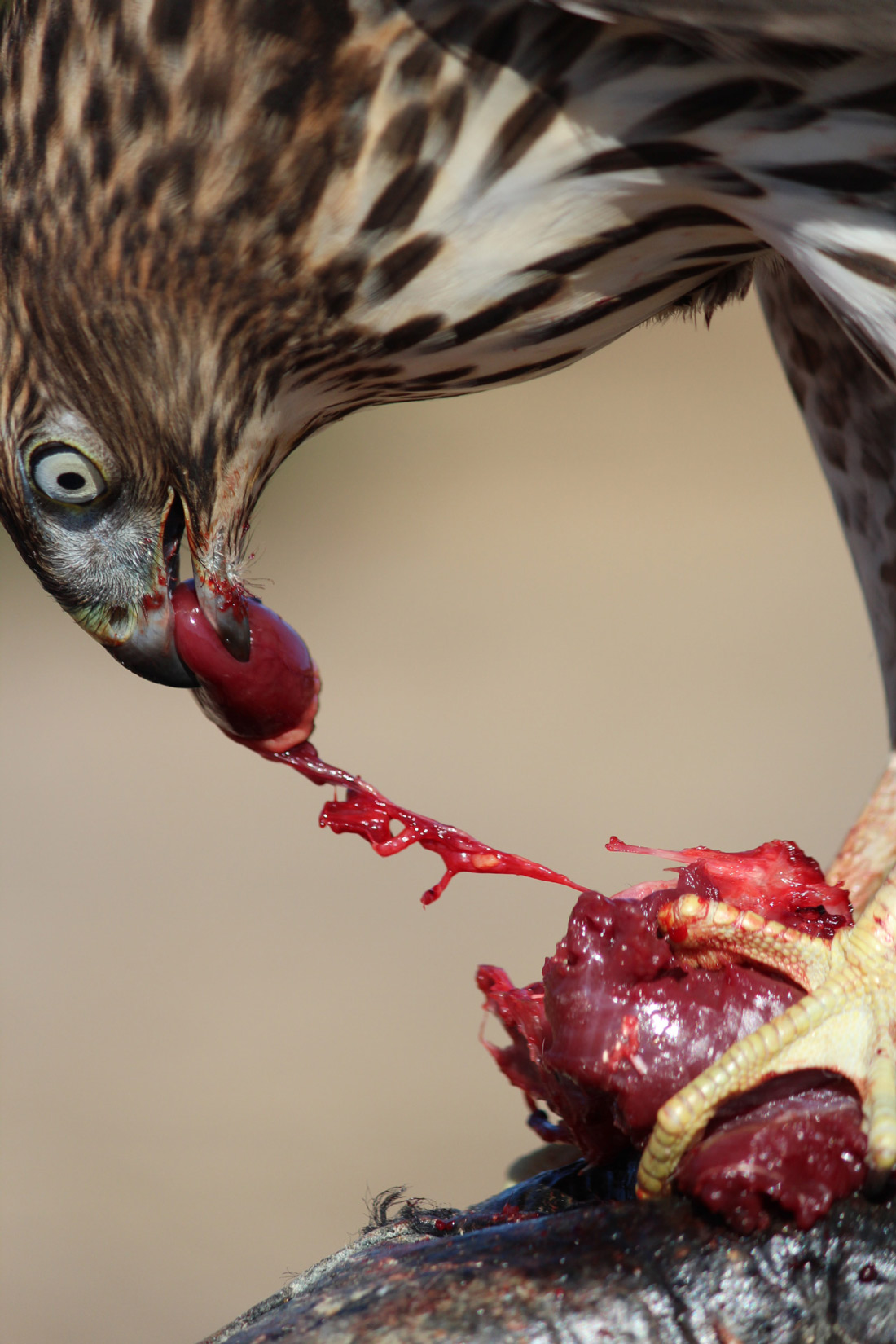 1100x1650, 330 Kb / птица, сокол, сердце, мясо