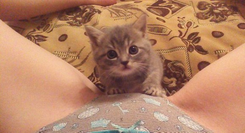 850x463, 156 Kb / котёнок, трусы