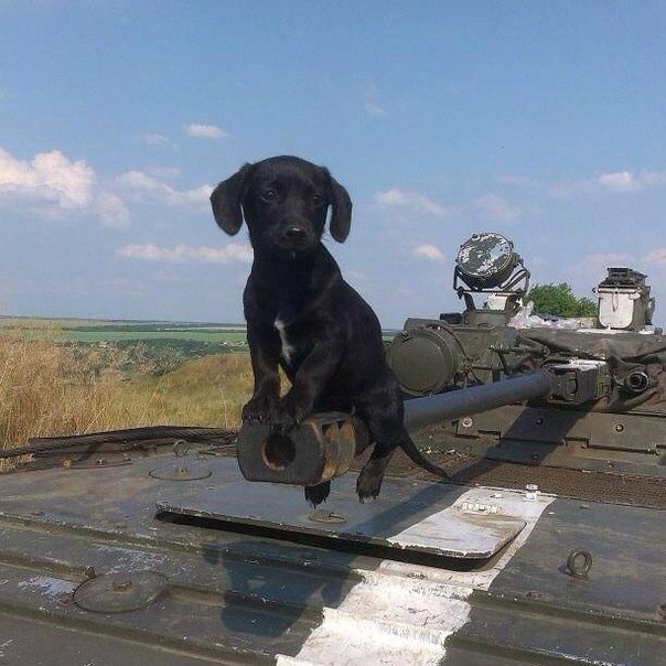 604x604, 77 Kb / пёс, собака, бмп, дуло, ствол, военщина