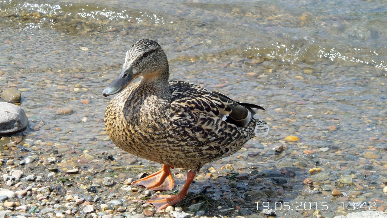 1280x720, 310 Kb / утка, берег, галька, волна, вода