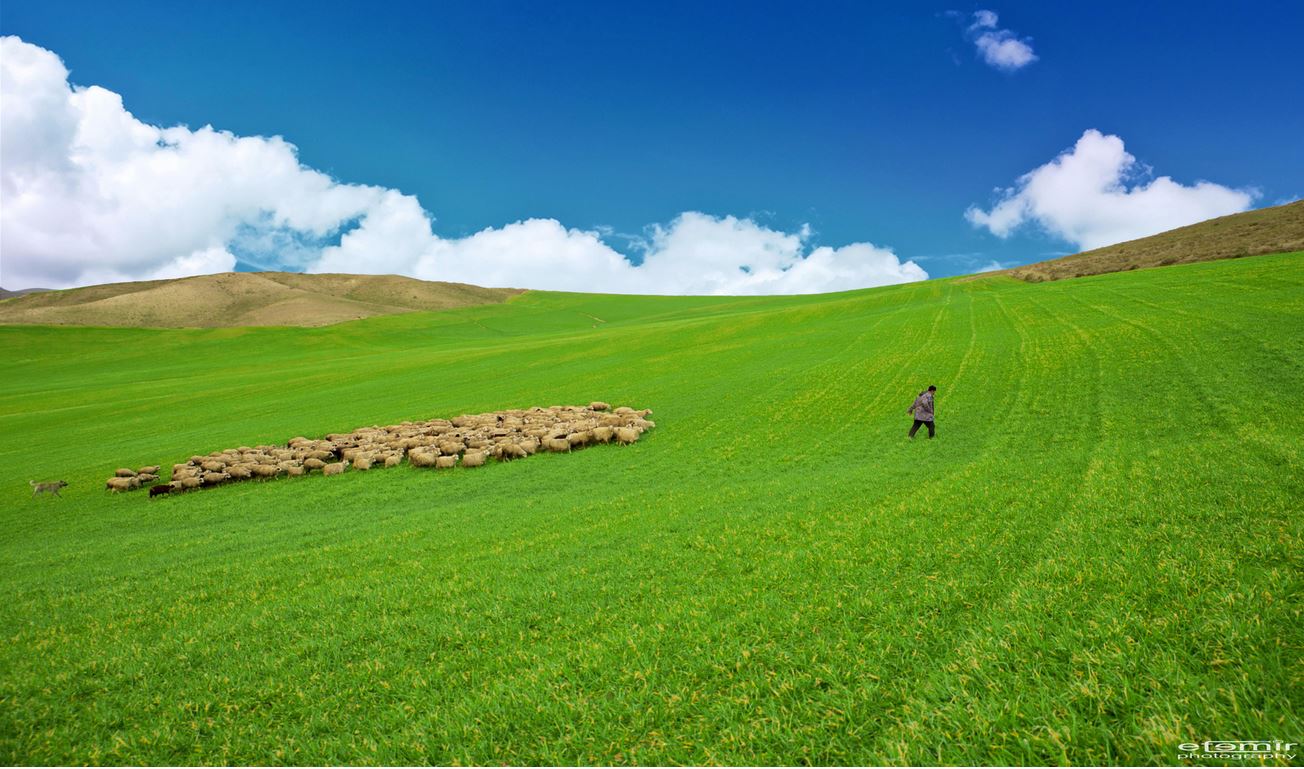 1304x769, 184 Kb / склон, зелень, отара, баран, пастух, зелень, windows