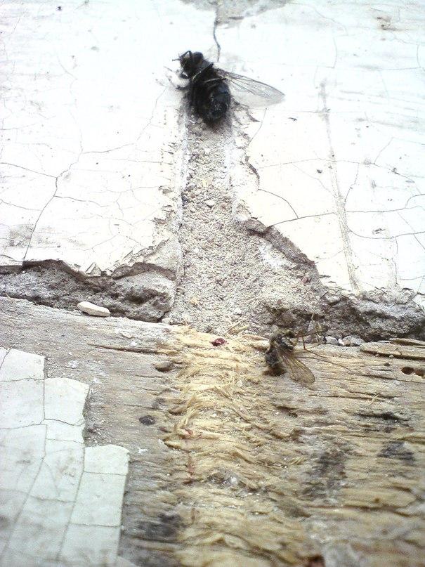 605x807, 105 Kb / Муха, след, приземление, комар