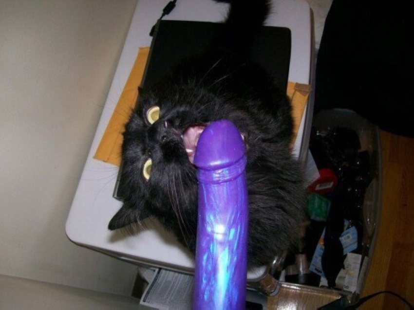 850x637, 137 Kb / кот, фаллоимитатор