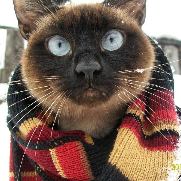 604x604, 117 Kb / Кот, сиамский, шарф, снег
