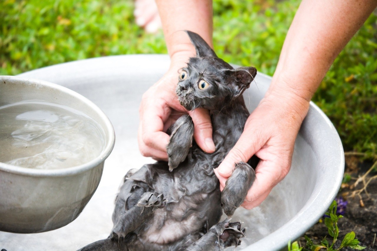 1280x853, 192 Kb / Кот, кошка, купание, испуг, руки, ковшик