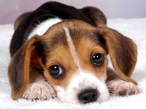 604x450, 58 Kb / щенок, глаза, грусть