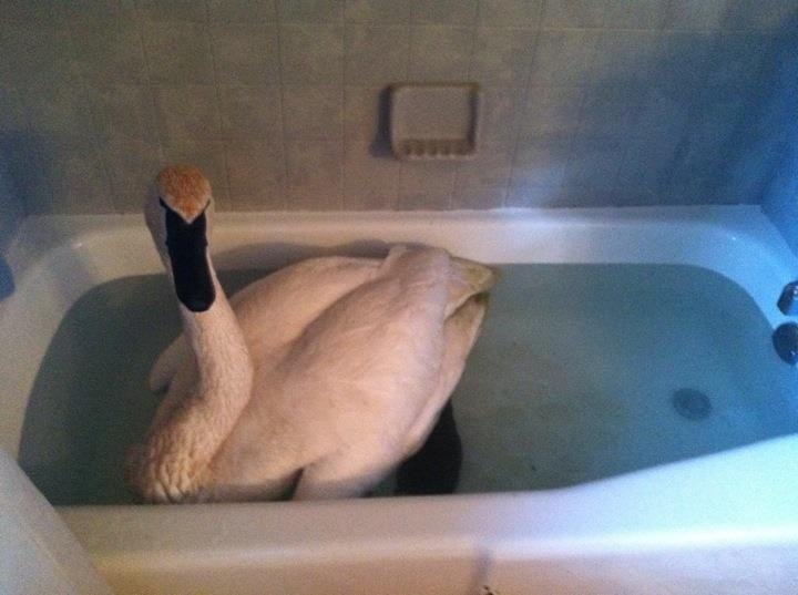 720x537, 46 Kb / лебедь, ванна