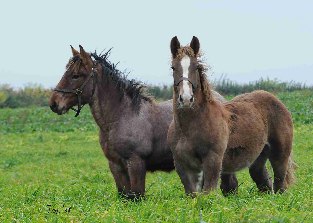 1024x731, 337 Kb / лошади, бельгийские тежеловозы