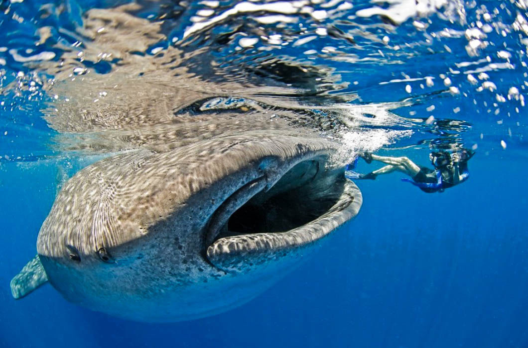 1060x700, 199 Kb / акула, китовая, аквалангист, палм-бич, снорклер, фридайвер