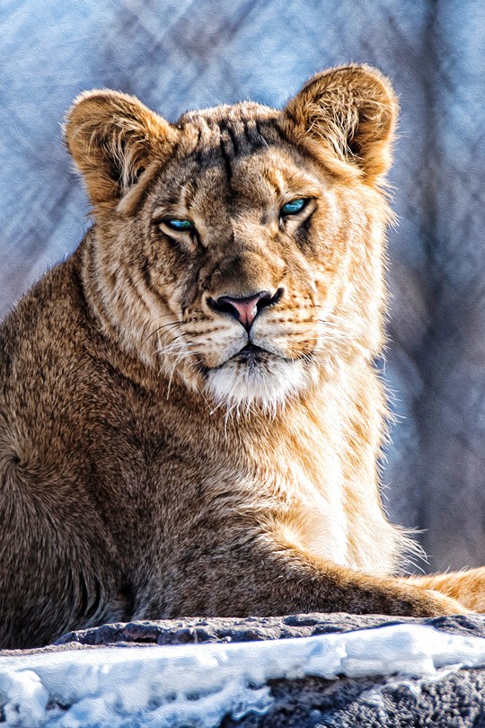 540x810, 185 Kb / львица, недовольная