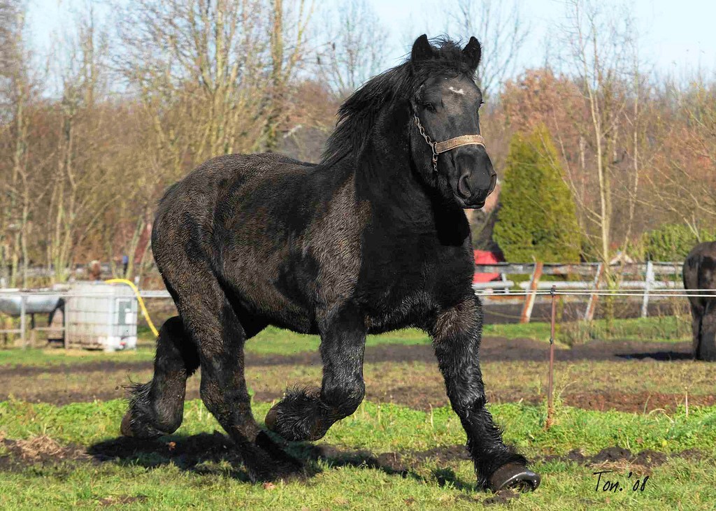 1024x731, 249 Kb / лошадь, тяжеловоз, вороная