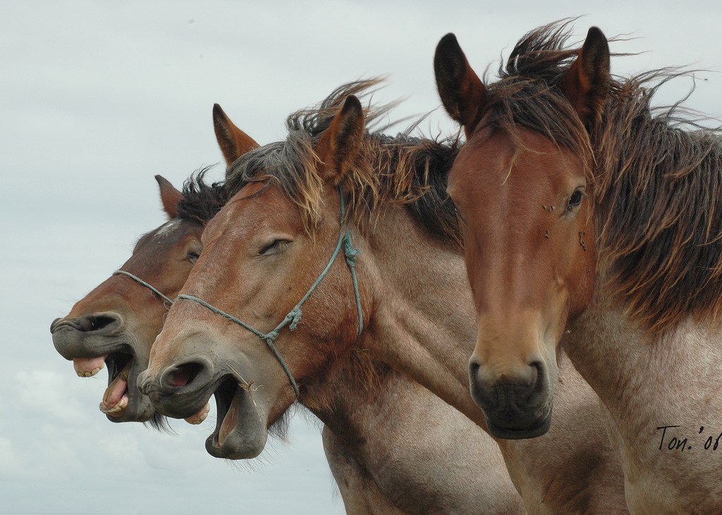 1024x731, 185 Kb / лошади