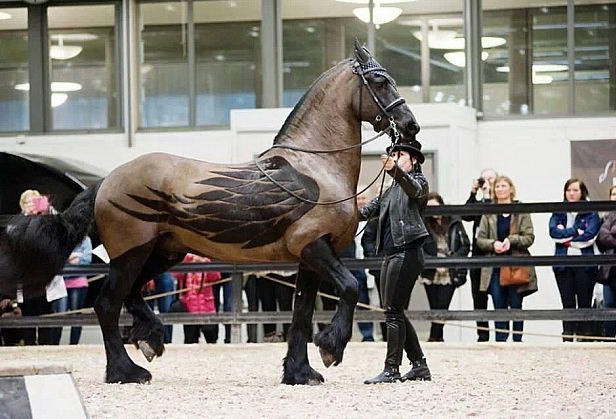 616x419, 88 Kb / конь, крылья, стрижка