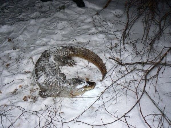 599x446, 88 Kb / крокодил, зима, снег