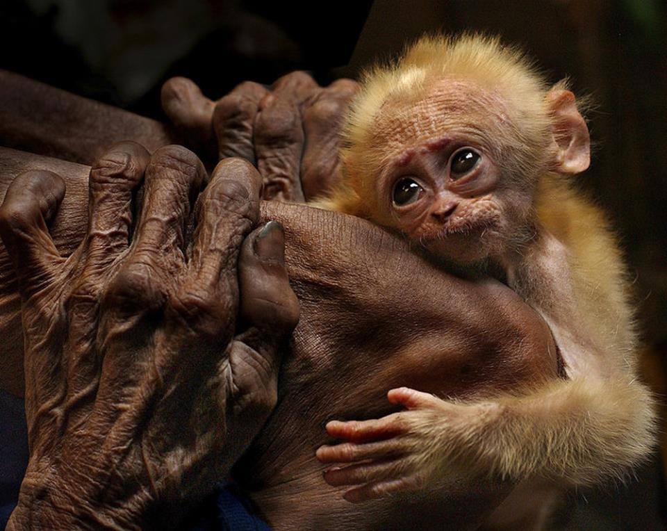 960x764, 104 Kb / руки,обезьянка