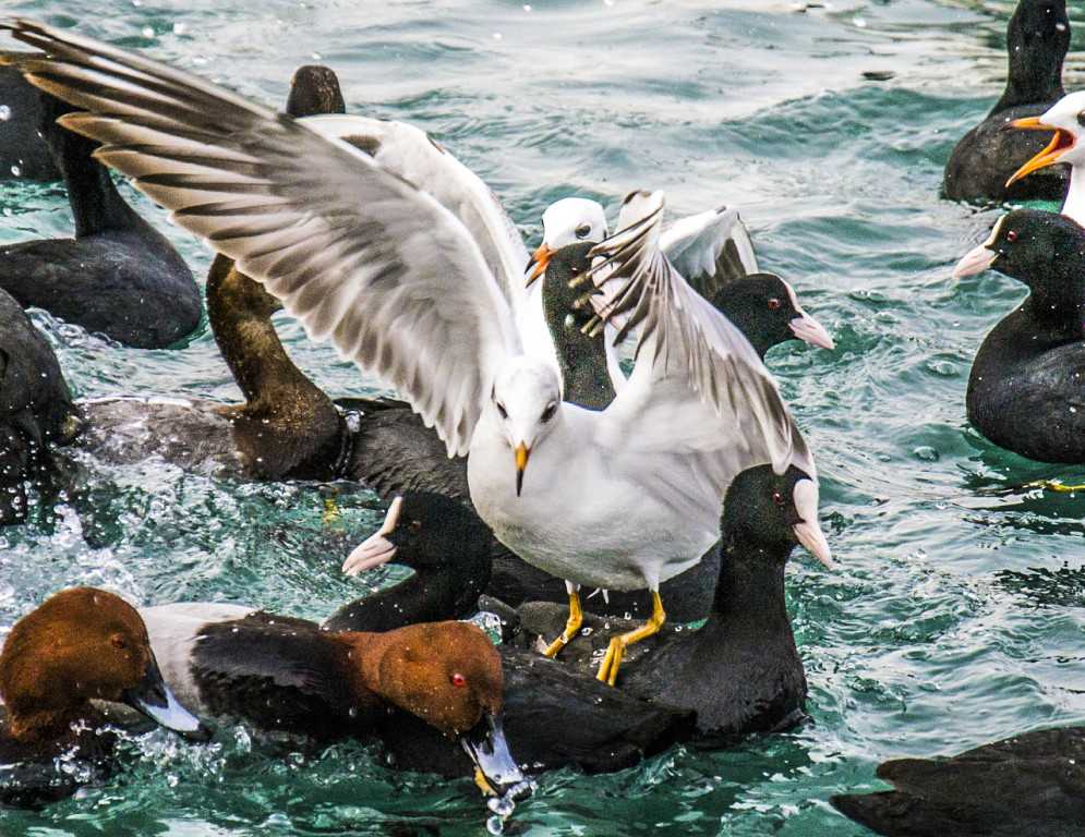 995x768, 319 Kb / утки, чайка, вода, верхом