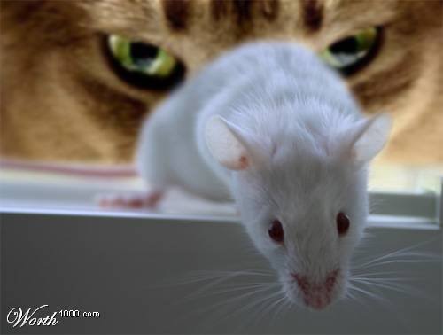 500x378, 17 Kb / кот, мышь