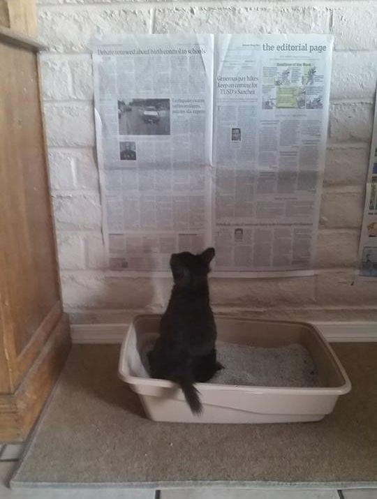 540x715, 63 Kb / Кошка, газета, лоток, читает