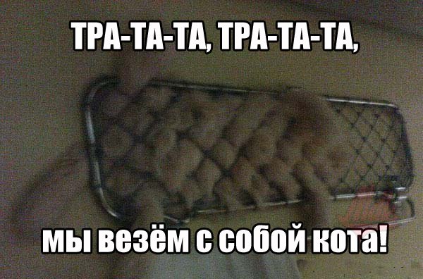 600x396, 61 Kb / Вагон, поезд, кот, полка, мех