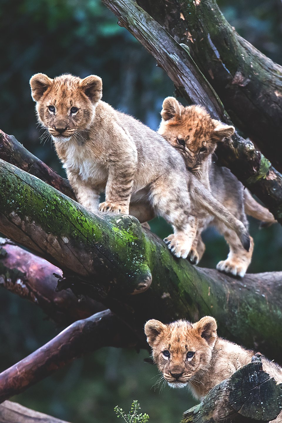 960x1440, 329 Kb / львята, дерево