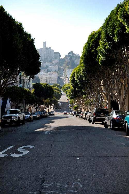 500x750, 337 Kb / сан-франциско, аллея, деревья, улица